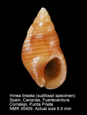 Hinea lineata.jpg - Hinea lineata(Costa,1778)